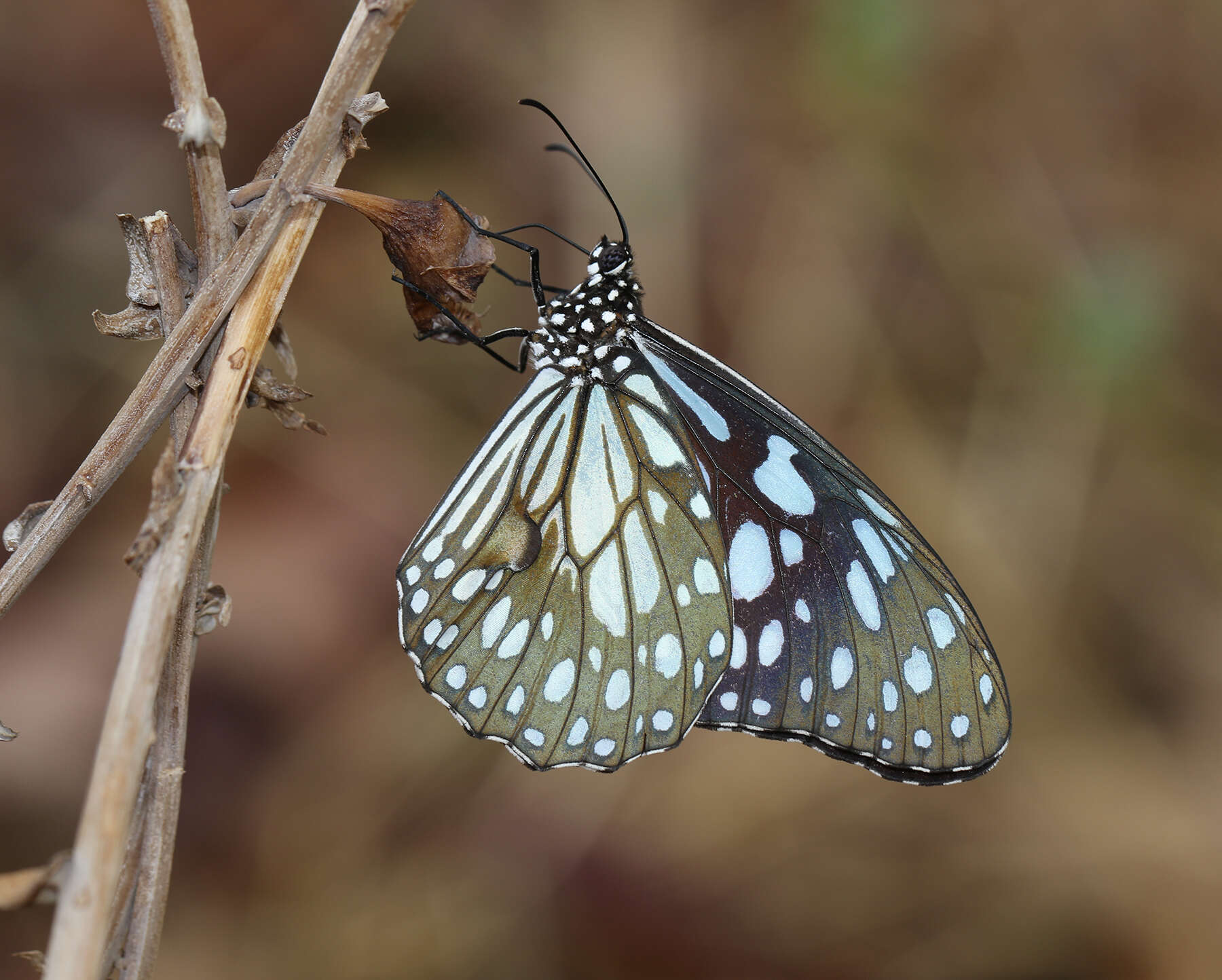 Tirumala limniace exoticus resmi