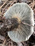 Image of Hygrophorus caeruleus O. K. Mill. 1984