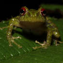 Image of Porvenir robber frog