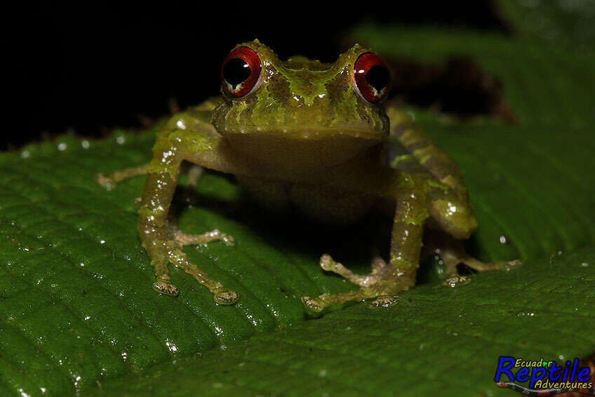 Image of Porvenir robber frog