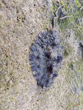 Image of Peronia verruculata (Cuvier 1830)