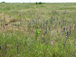 Image of Campanula macrostachya Waldst. & Kit. ex Willd.