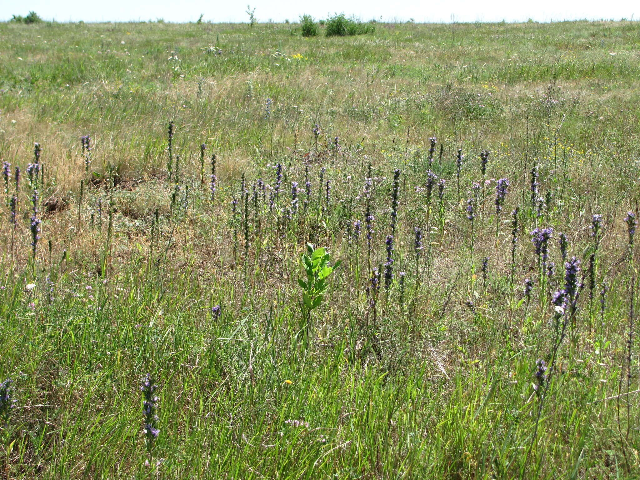 Image of Campanula macrostachya Waldst. & Kit. ex Willd.