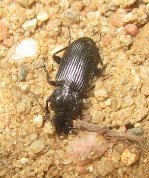 Imagem de Pterostichus (Pseudomaseus) nigrita (Paykull 1790)