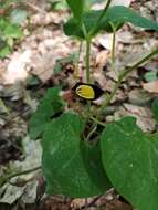 Image of Aristolochia steupii Woronow