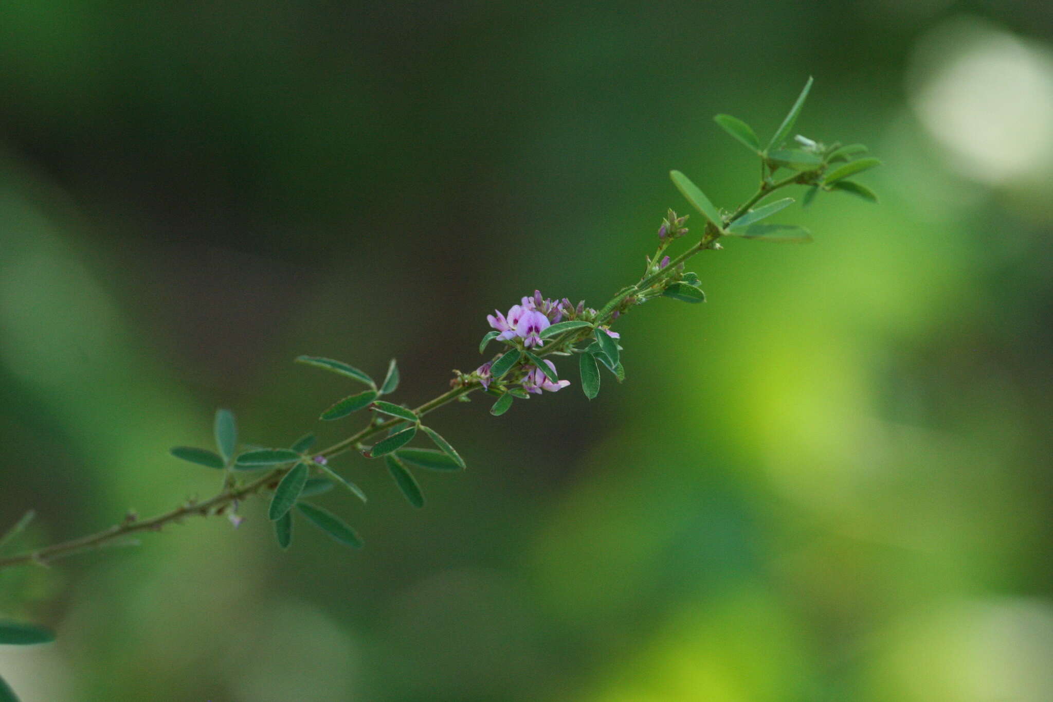 Lespedeza virginica (L.) Britton的圖片