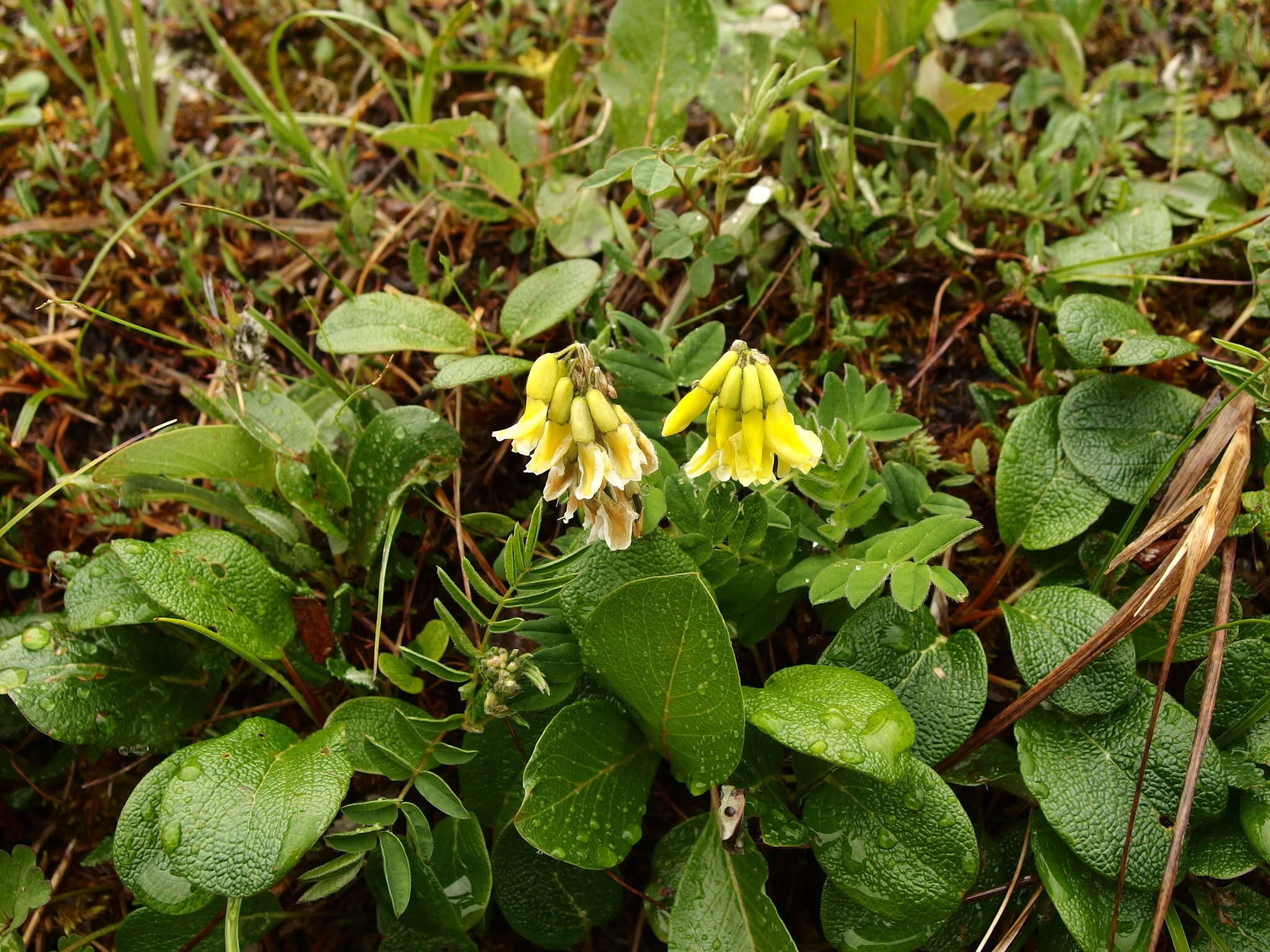 Image of tundra milkvetch