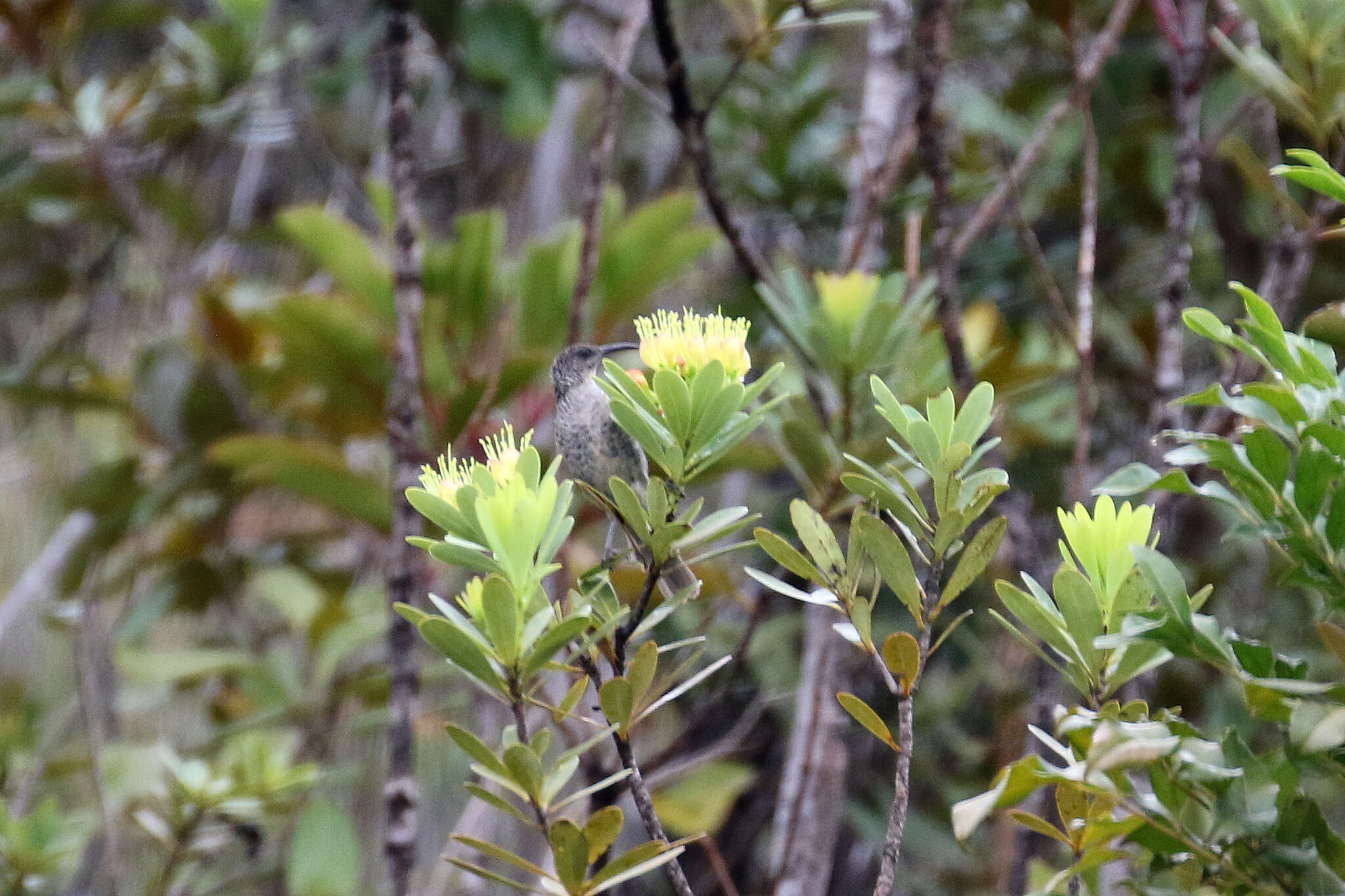 Image of <i>Gliciphila undulata</i>