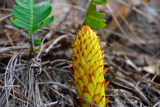 Image de Conopholis alpina Liebm.