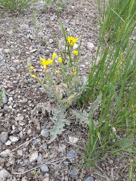 Image of largeflower hawksbeard