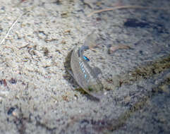 Image of Quitobaquito pupfish