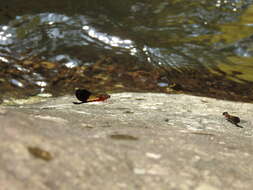 Image of Euphaea cardinalis (Fraser 1924)