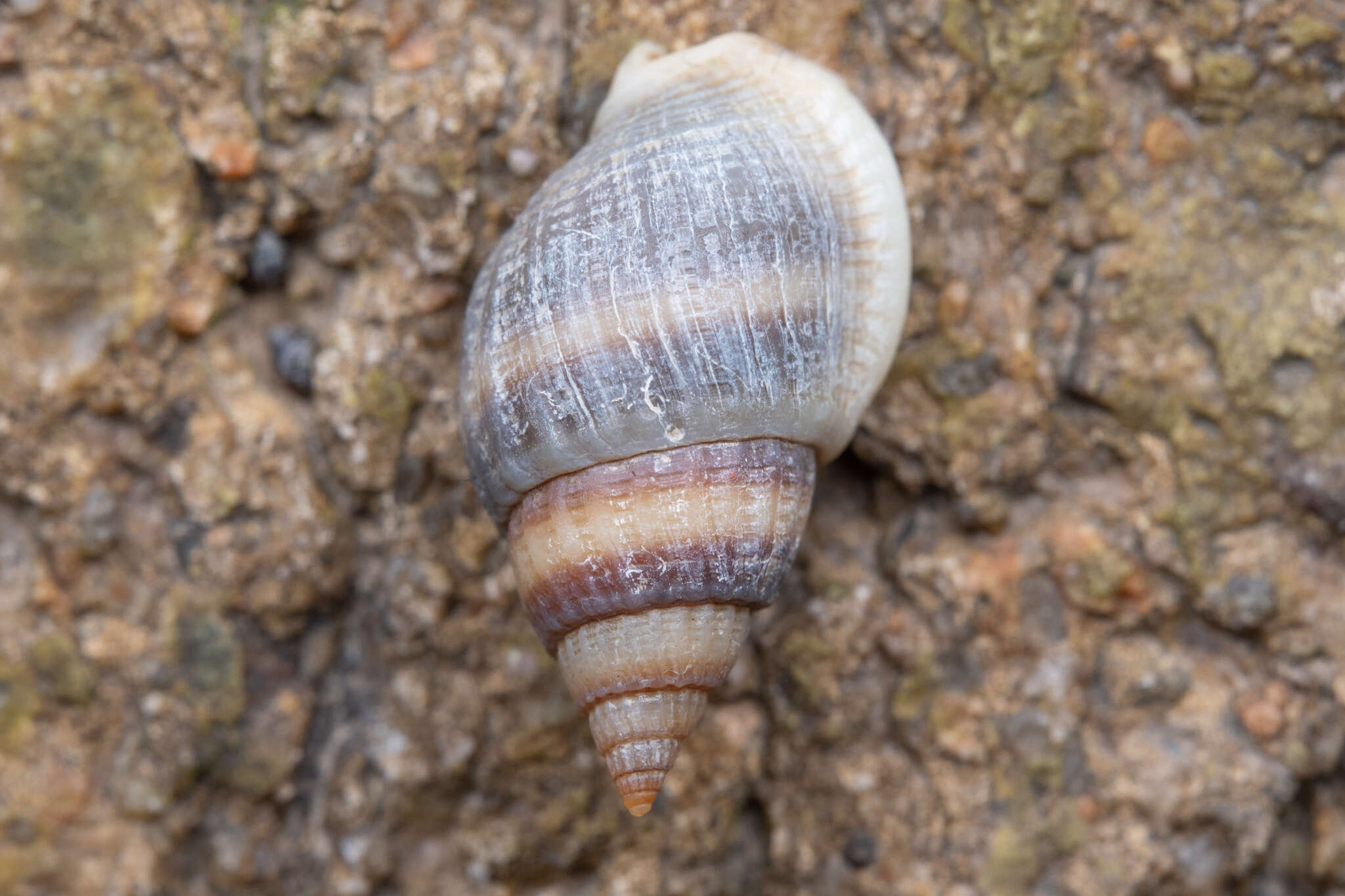 Image of Nassarius sinarum (Philippi 1851)