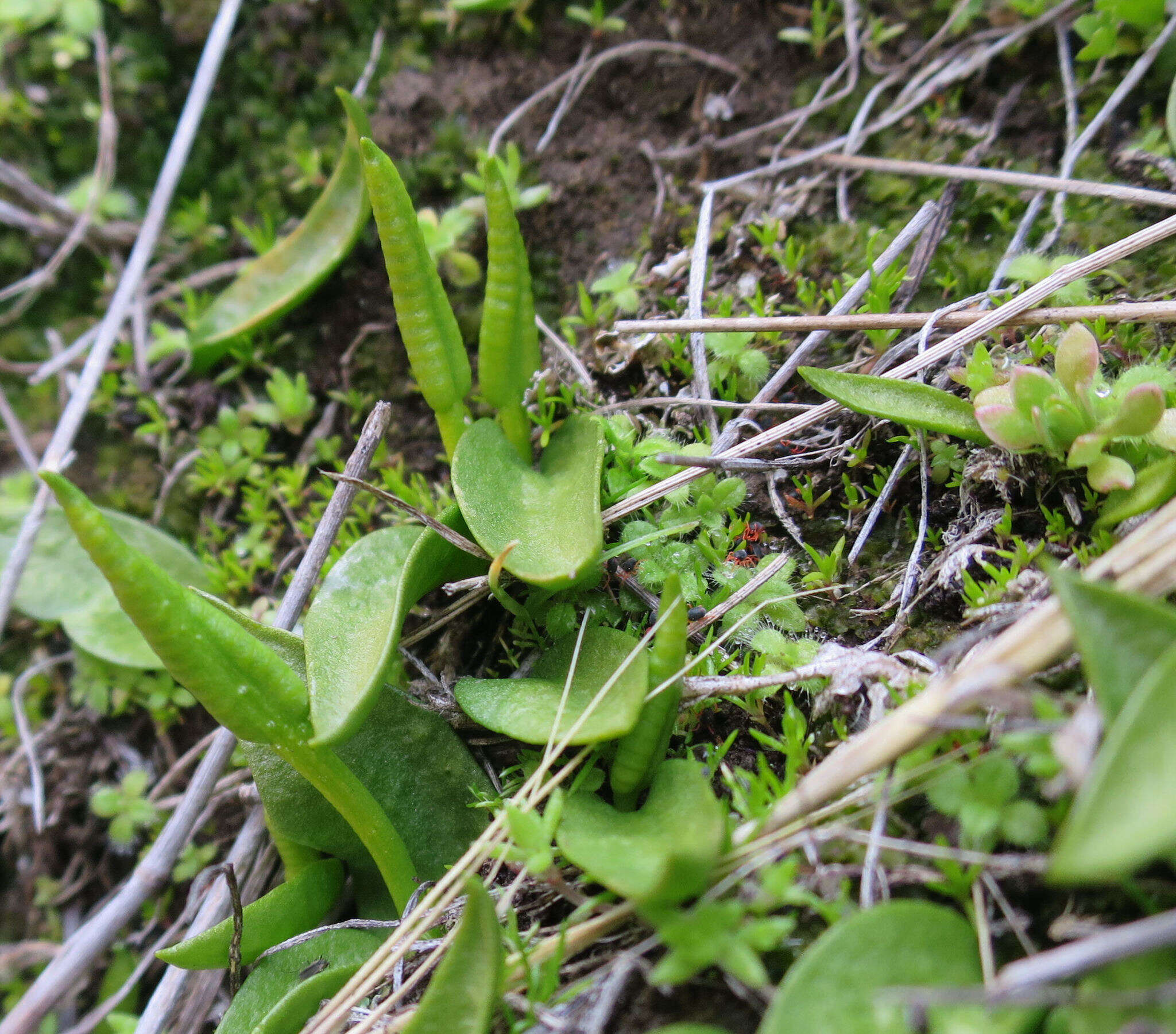 Image of Ophioglossum coriaceum A. Cunn.
