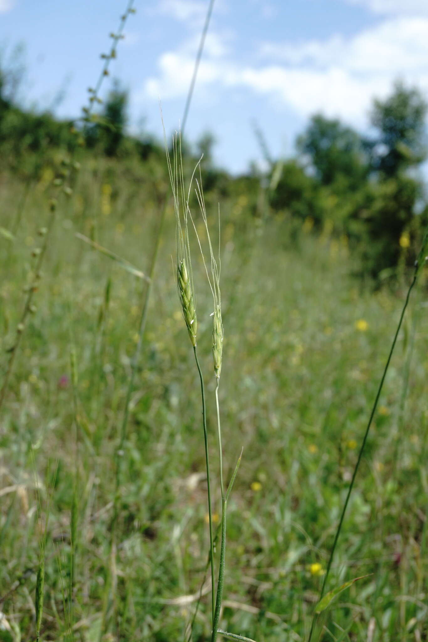 Imagem de Triticum monococcum subsp. aegilopoides (Link) Thell.