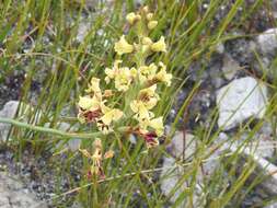 Image of Tritoniopsis parviflora (Jacq.) G. J. Lewis