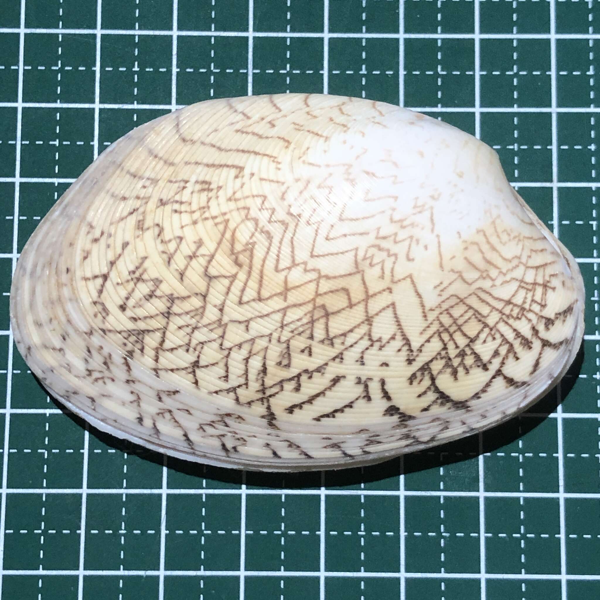 Image of lettered carpet shell