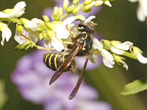 Image of Northern Aerial Yellowjacket