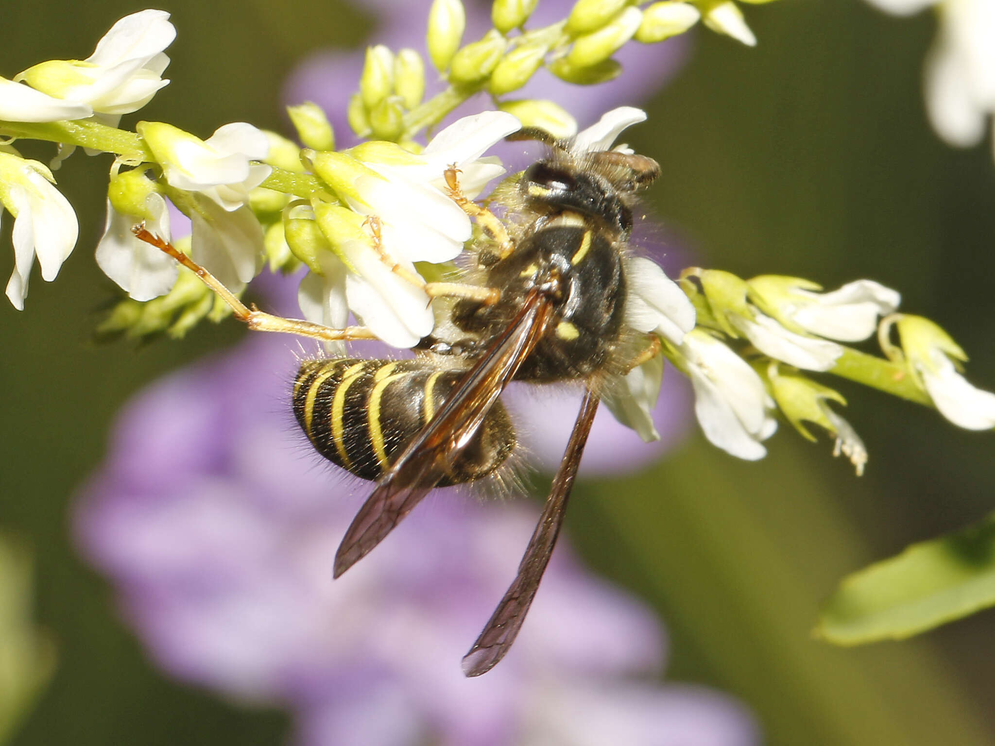 Image of Northern Aerial Yellowjacket