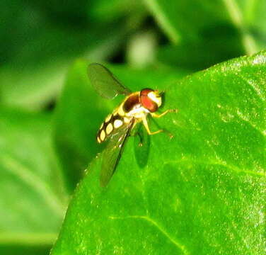 Image of Allograpta (Allograpta) calopa (Loew 1858)