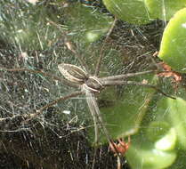 Image of Euprosthenopsis pulchella (Pocock 1902)