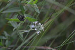 صورة Pycnanthemum verticillatum var. verticillatum