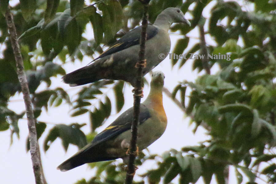 Image of Large Green Pigeon