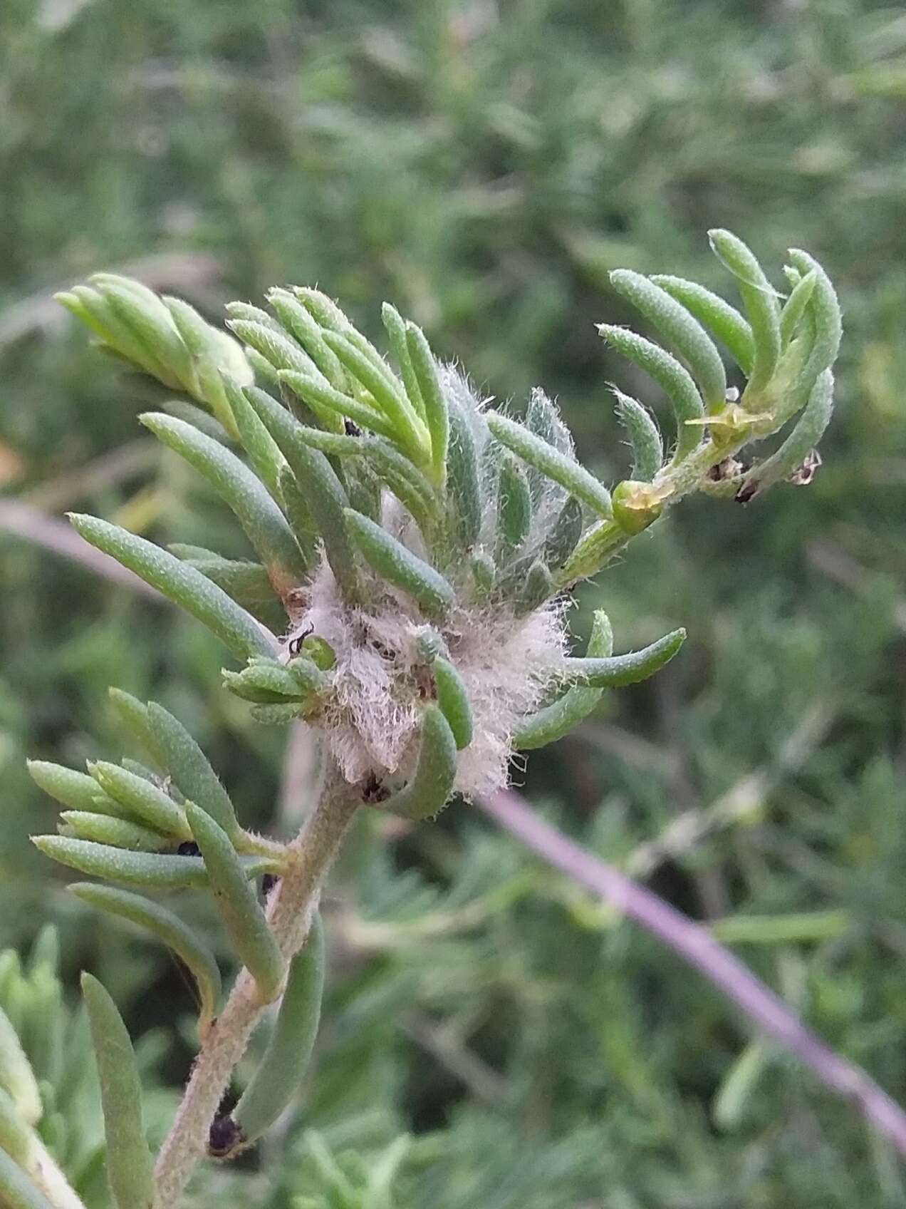 Image of <i>Asphondylia tonsura</i>