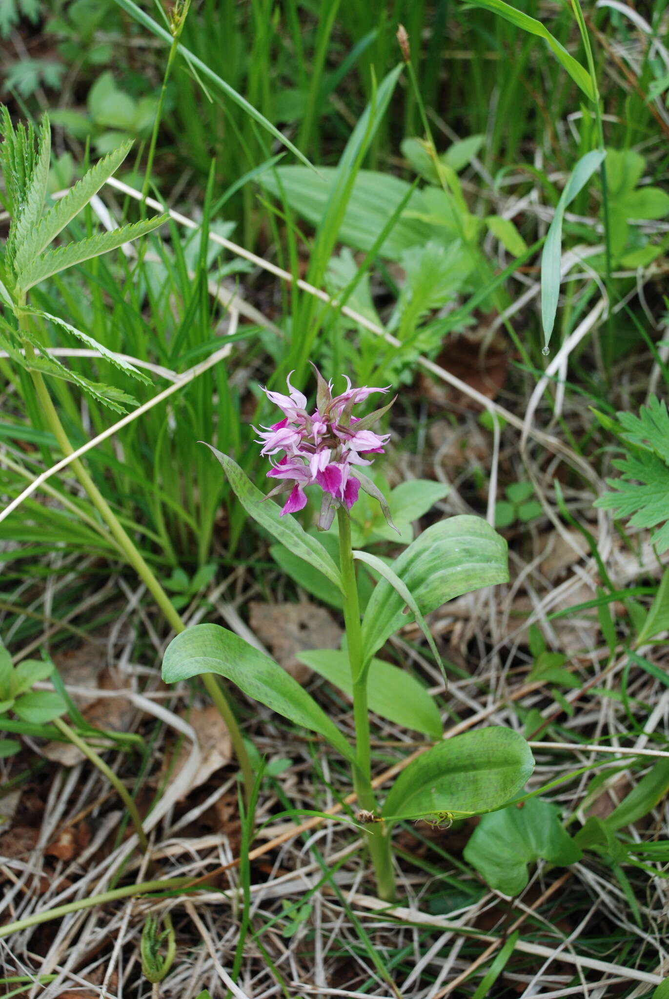 Image of Dactylorhiza aristata (Fisch. ex Lindl.) Soó