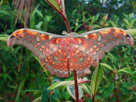 Image of Antheraea larissa (Westwood 1847)