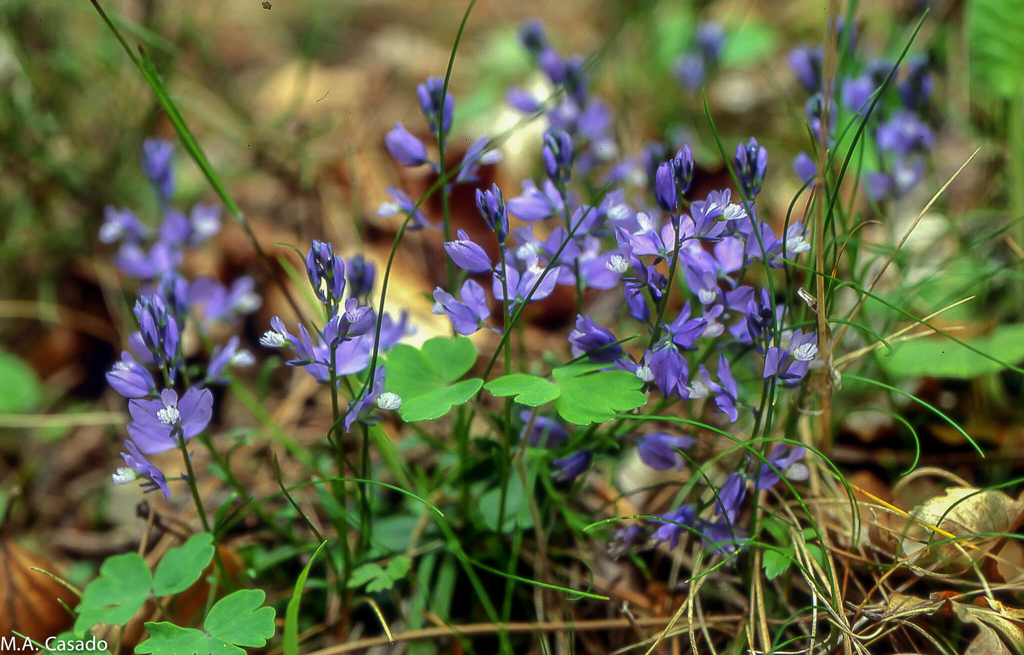 Image of Chalk milkwort