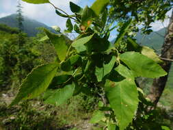 Image of Fraxinus purpusii Brandegee