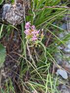 Image of Centranthus angustifolius (Miller) DC.