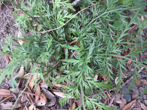 Image of Asplenium haurakiense (Brownsey) Ogle