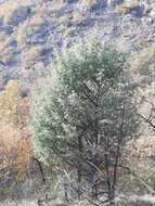 Слика од Juniperus oxycedrus subsp. oxycedrus
