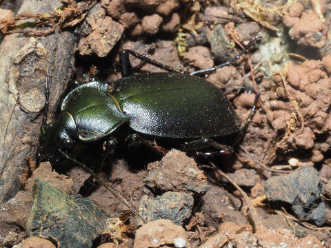 Image of Carabus (Procrustes) banonii Dejean 1829