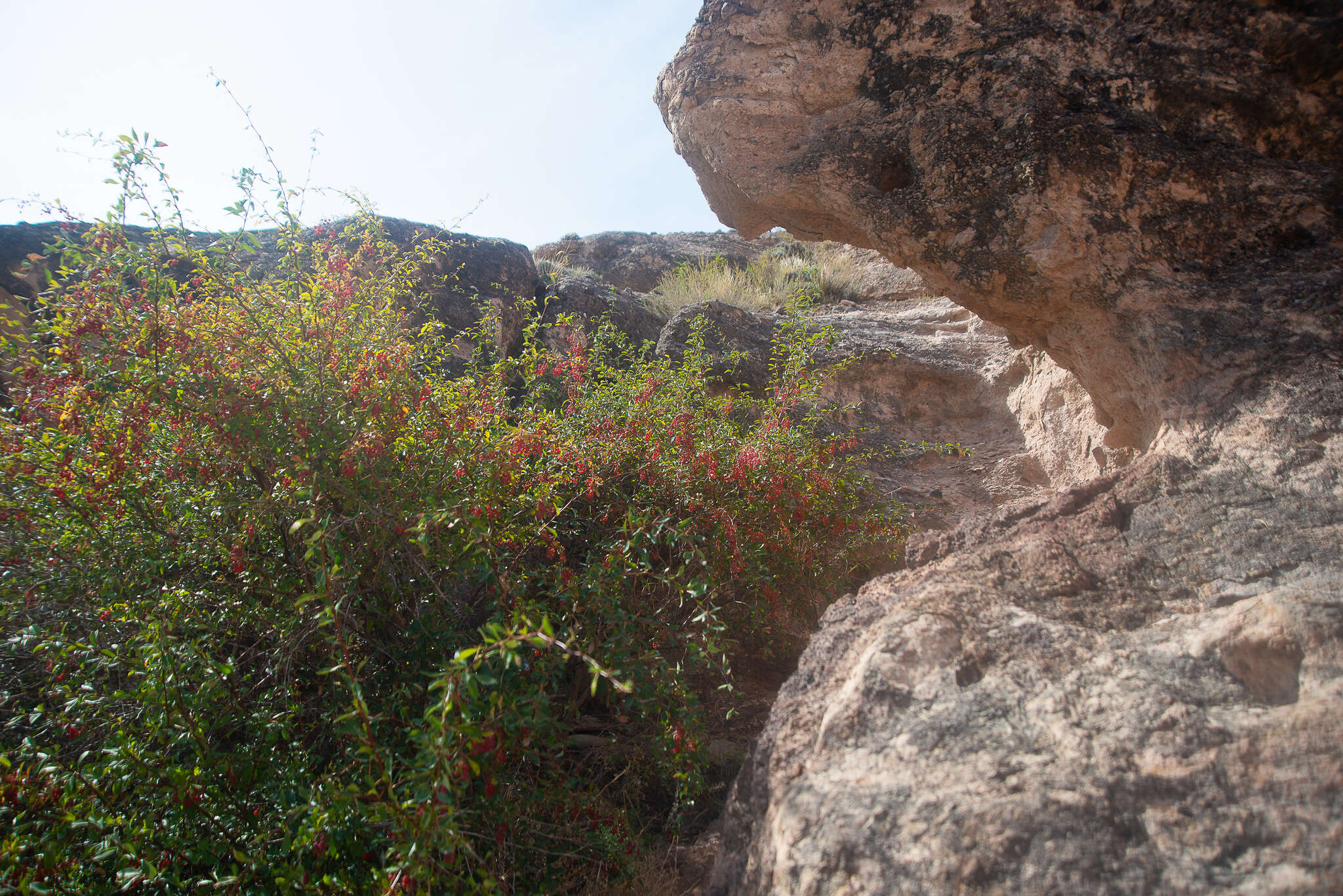 Sivun Berberis nummularia Bunge kuva