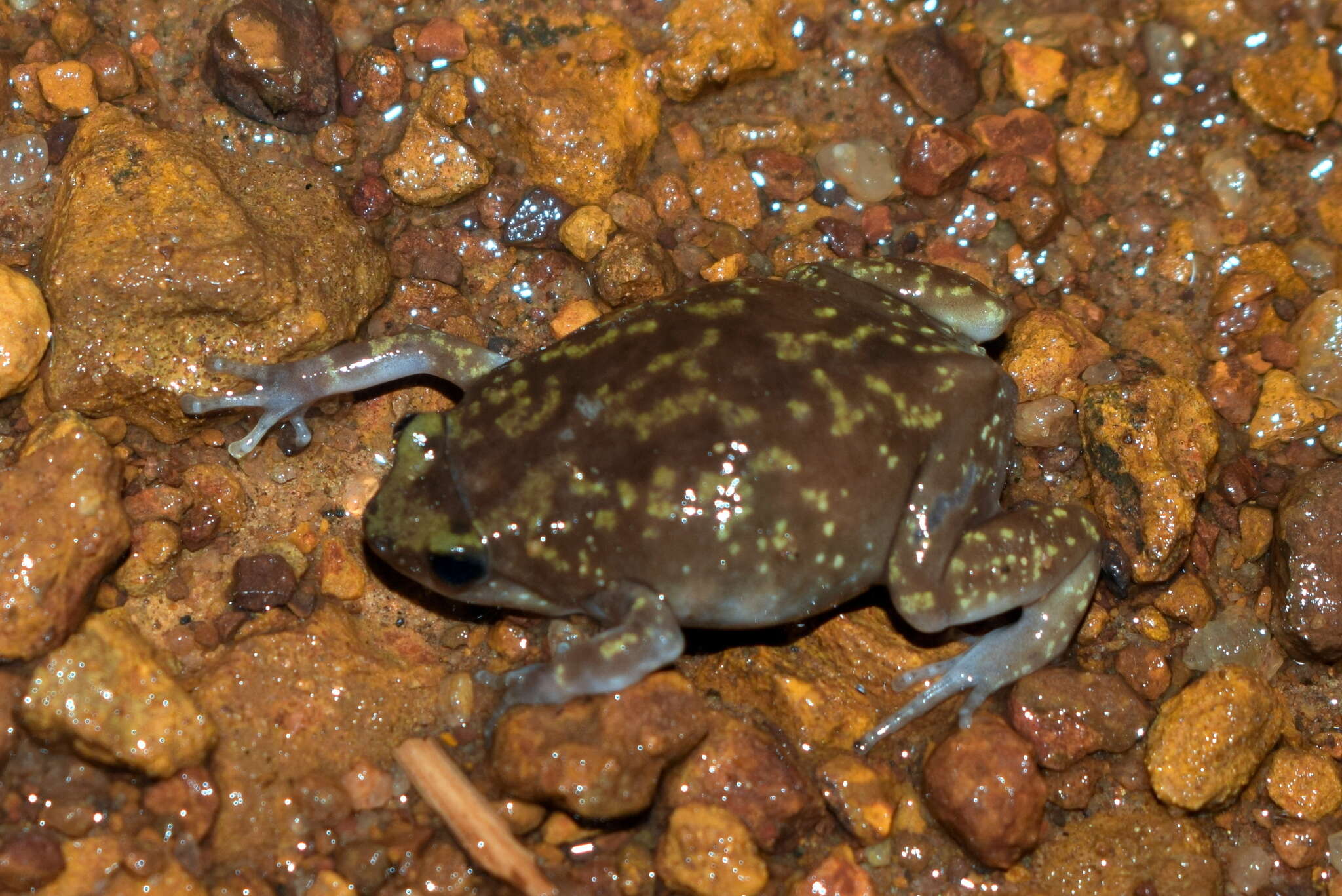 Image of Eluru dot frog