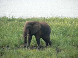 Image of African bush elephant