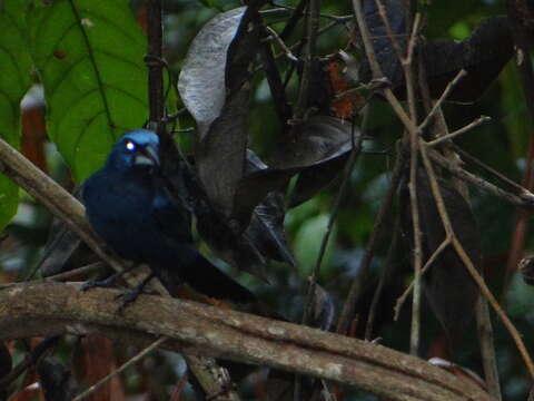 Image of Amazonian Grosbeak