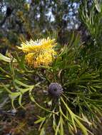 Imagem de Isopogon anemonifolius (Salisb.) Knight