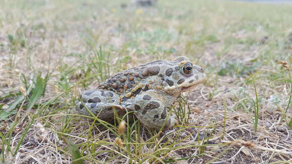 Image of Strauchbufo Fei, Ye & Jiang 2012