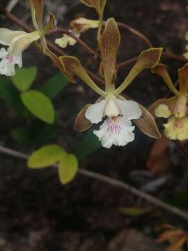 Слика од Encyclia alata subsp. virella Dressler & G. E. Pollard