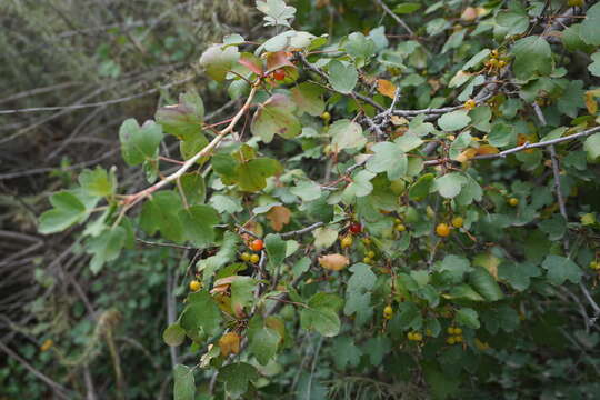 Image of golden currant