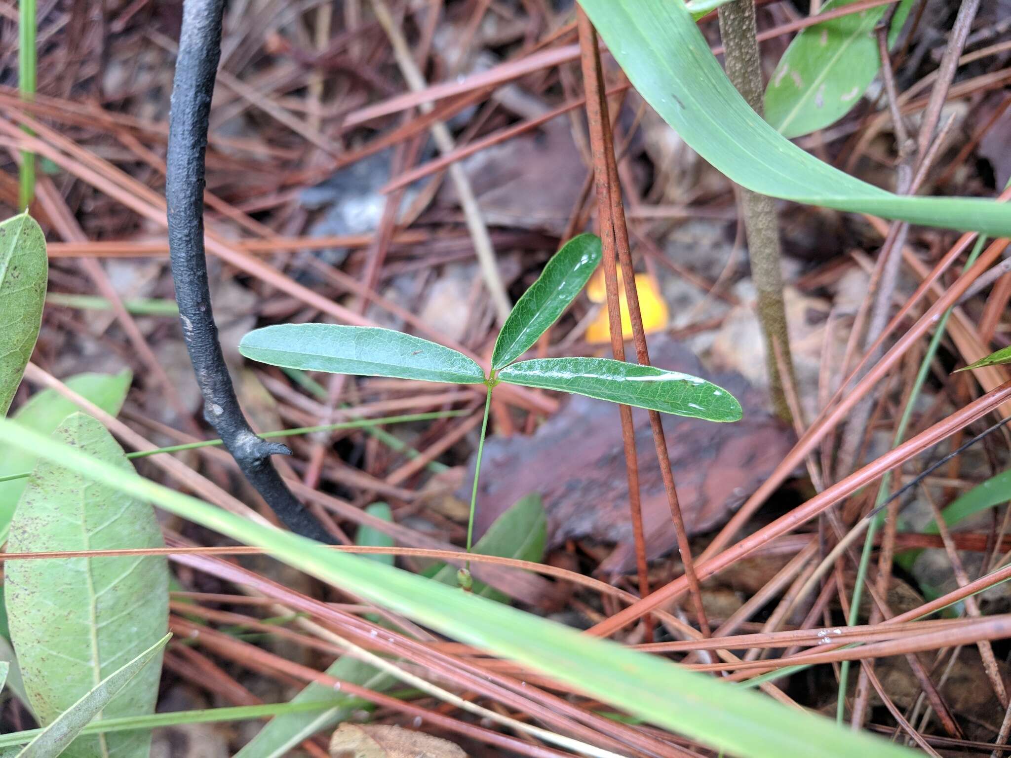 Imagem de Galactia erecta Vail