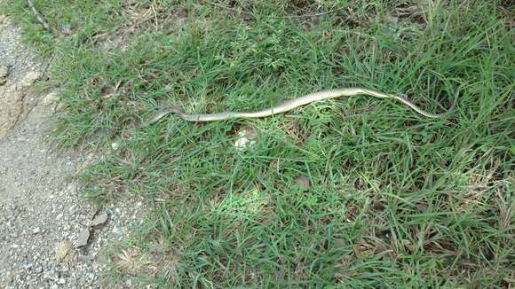 Image of Chinese Ratsnake