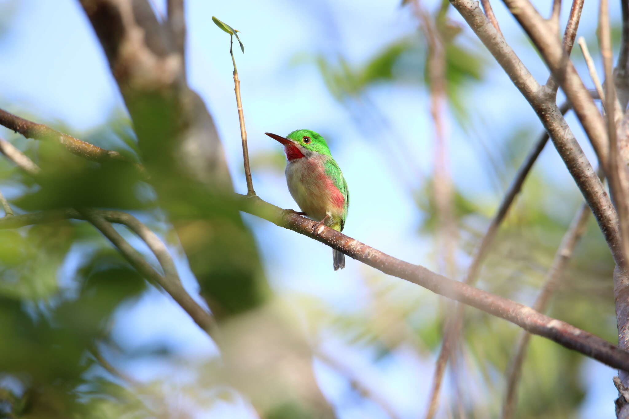 Image of Broad-billed Tody