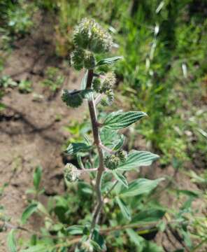 Phacelia heterophylla var. virgata (Greene) R. D. Dorn的圖片