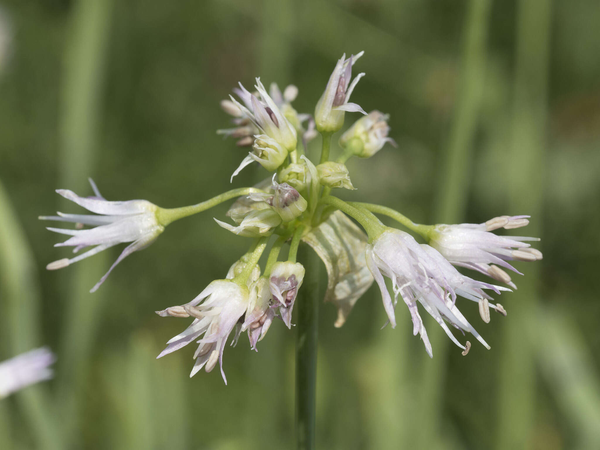 Image of Pacific onion