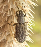 Sitona cylindricollis Fahraeus 1840 resmi